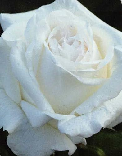 Edelrose Roger Whittaker ® - Premium Collection ® Duftrosen ++++ - Meilland Rose