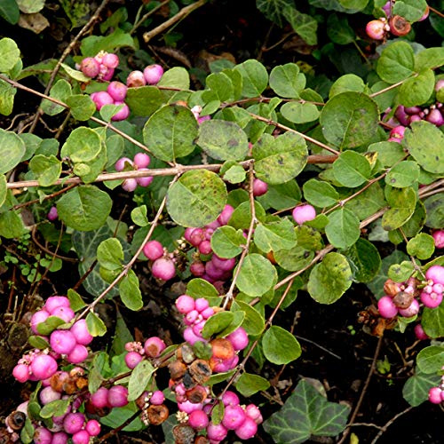 Schneebeere - Symphoricarpos Doorenbos 'Amethyst' - 50-60 cm Topf - Lila Beeren und attraktives Laub