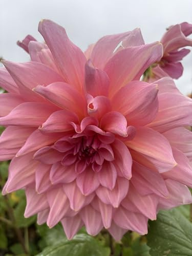 London Orchid Company 3 tubers of Pink Dinner-Plate Dahlias (Otto's Thrill) Includes Postage