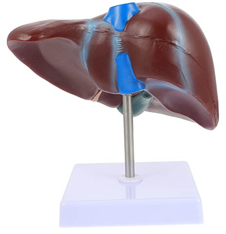 SOLUSTRE Medizinisches Anatomie-lebermodell Mit Base Detailliertes Menschliches Leber-demonstrationsmodell Für Unterricht Und Medizinische Studien Realistisches Display Lehrreiches Organsys
