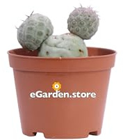 Pianta di Tephrocactus Geometricus pianta ornamentale da esterno o interno cactus globulare vero venduto da eGarden.store (3 Sfere)
