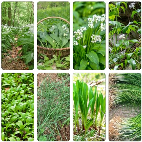 Aglio Orsino semi di giardino selvaggio acquistare semi giardino primavera Cobertura 150pcs
