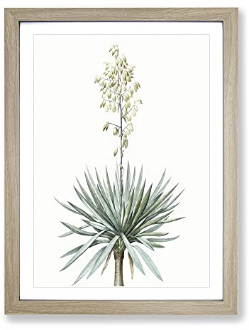 Adams Needle Yucca Flowers By Pierre Joseph Redoute Vintage Framed Print | A2 Oak Framed Wall Art | Ready to Hang | Classic Floral Picture | Living Room Bedroom Lounge Office