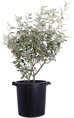 Pianta vera di Eleagnus X Ebbingei Viveleg o Eleagnus variegato cespuglio ornamentale da siepe da esterno venduta da eGarden.store (Vaso 35 cm)