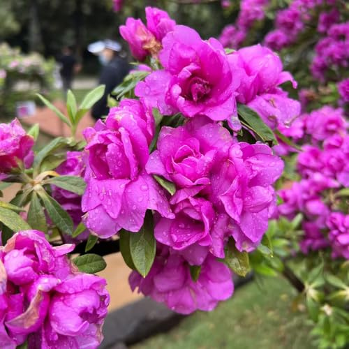 semillas de rododendro - azalea - resistentes para jardín, decoración, azalea Cobertura del suelo, perennes resistentes, setos, arbustos, 10pcs