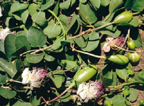 Semi Cappero Sementi Perenne Caper Bush - 1 bustina