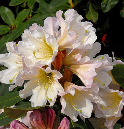 Großblumige Rhododendron Dufthecke weiß 30-40cm - Alpenrose - lebende Gartenpflanze aus den Baumschulen