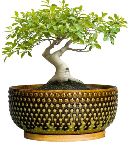 EPFamily Bonsai-Baumtopf 20,3 cm – Keramik-Sukkulentententopf mit Ablaufloch und Untersetzer, runder flacher Übertopf für Zimmerpflanzen, Blumentopf für Heimdekoration, Geschenke für Frauen und