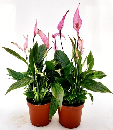 POWERS TO FLOWERS - SPATIFILLO MULTIFLORA COLOR LIFE ROSA, VASO 12cm DIAMETRO, 2 PIANTE, altezza 30CM, Piante Vere