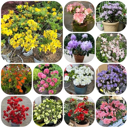 semillas resistentes de azalea, interior rododendro exóticas resistentes, primavera, balcón, cortadas arbustos rápido 100pcs