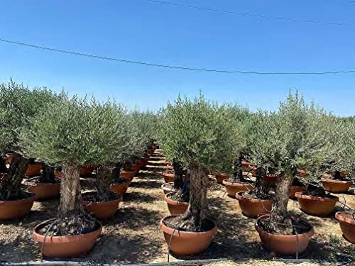 Ulivo olivo Olea europea bonsai in ciotola da 160 lt cfr. tronco 60/100 cm FOTO REALI Vivaio di Castelletto