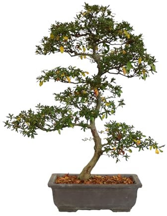 KENTIS - Bonsái Azalea Rododendro - Bonsái con Flores de Exterior - Altura 67/77 cm Maceta Ø 31 cm