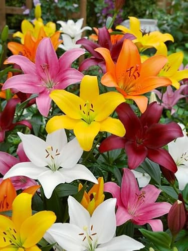 Lilien Blumenzwiebeln Winterhart Mix, Mehrjährige Zwiebeln aus Holland, für Garten, Balkon, Beete und Töpfe (10, Lilien Mischung)