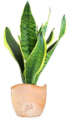 Sanseveria Trifasciata, Lingua di Suocera - Pianta Vera da Interno - Altezza 45 cm - Vaso Artigianale in Terracotta con Onda