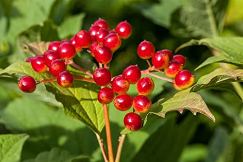 Viburnum opulus 150–200 cm – Winterhart, Mehrjährig, Pflegeleicht – Gewöhnlicher Schneeball – Heckenpflanze für Garten & Sichtschutz