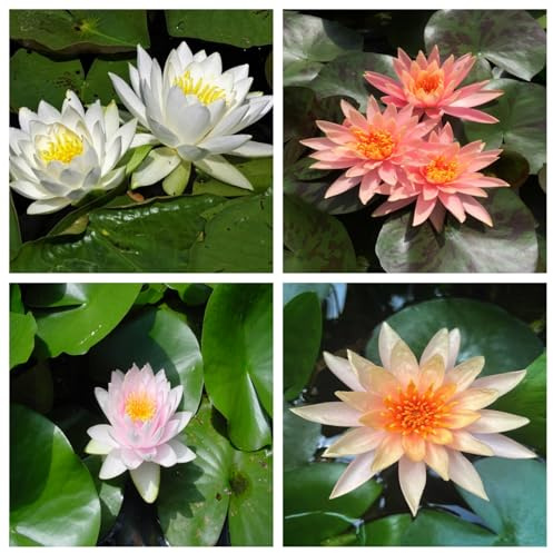 Hermosos nenúfares: nenúfares flotantes para estanques, adecuados para la decoración de jardines, acuarios y peceras-100pcs-G