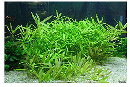 PondPlantsUK Hygrophila polysperma-submerged - Aquarium Plants