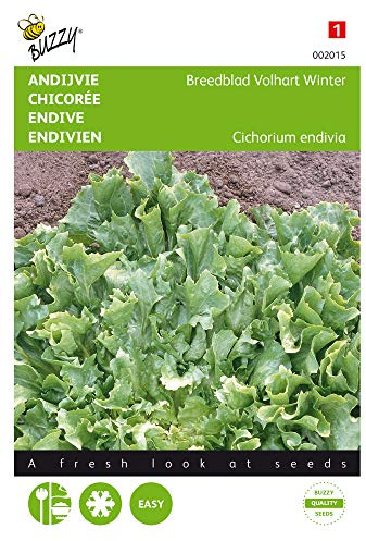 Buzzy Seeds 002015 Divias d'hiver Escariol Vert (graines de salade d'endives)