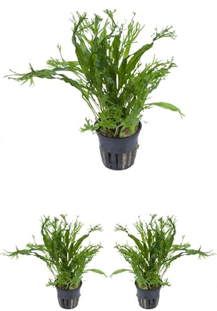 WASSERPFLANZEN WOLFF - 3 Töpfe Javafarn WINDELOV/Microsorium pteropus 'windelov' - crisped leaves, fein verästelte Blattspitzen, barschfeste Aquarienpflanze, pflegeleicht, Mittel- & Hintergrund