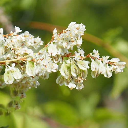 schlingknöterich schnittblumen blumensamen balkon garten hängepflanzen winterhart mehrjährig indoor kräutergarten sommerblumen pflanzenkübel wildkräuter stauden winterhart mehrjährig 10samen