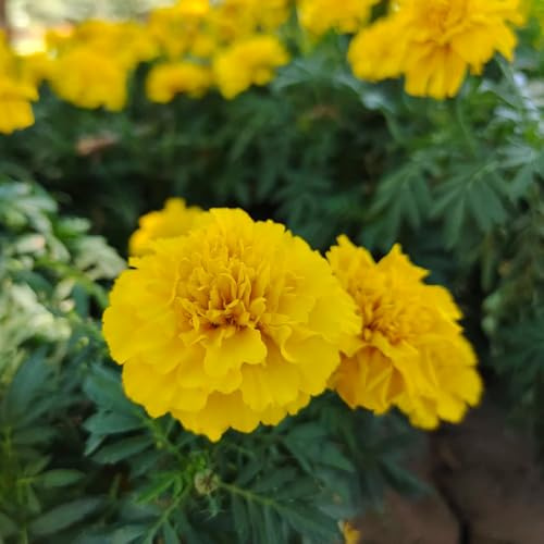 semi di calendula perenni, resistenti biologici, giardino Copertura del terreno 100pcs