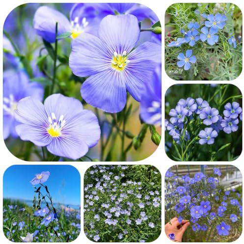 blauer lein, balkonpflanzen lein blau, blumensamen blumenwiese herbstaussaat bio balkongewächshäuser stauden winterhart mehrjährig 400samen