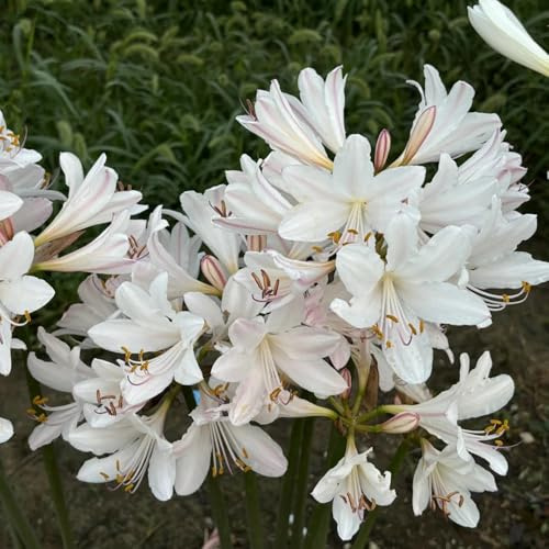 Lirio araña - Lycoris radiata de jardín del balcón silvestres primavera bulbos resistentes del balcón decorativa 5pcs