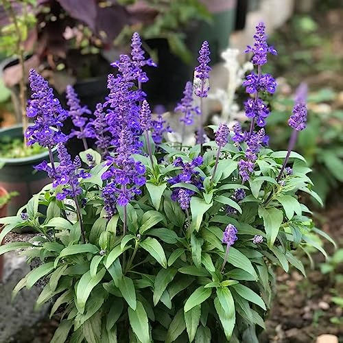 salbei - deko kräutersamen bodendecker winterhart mehrjährig balkon garten frühlingsblumen wildkräuter balkon blumensamen winterharte 350samen