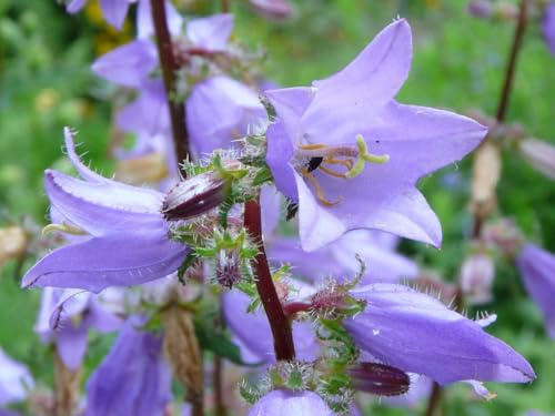 NESSELBLÄTTRIGE GLOCKENBLUME CAMPANULA TRACHELIUM 10+ SAMEN Ed 111