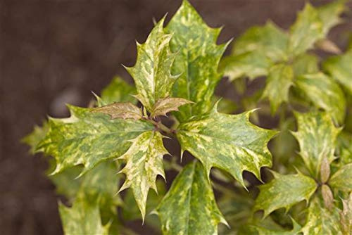 Duftblüte Osmanthus heterophyllus Tricolor 30-40 cm winterhart | Buntlaubig weiß-grün, duftende Blüten, schnittverträglich, sonnig bis halbschattig, ideal für Formhecke und Kübel