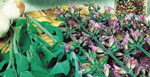 Pcs - 65x Sauge Salvia Officinalis Fanni Eko Sauge Légumes Plantes - Graines K504 - Seeds & Plants Shop by Ipsa