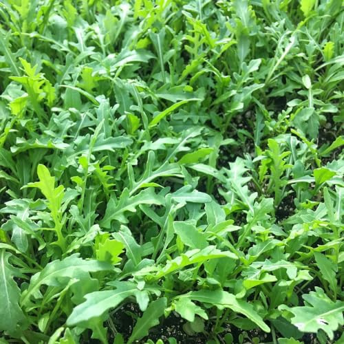 semillas de rúcula Para jardín, balcón, terraza, invernadero 300pcs