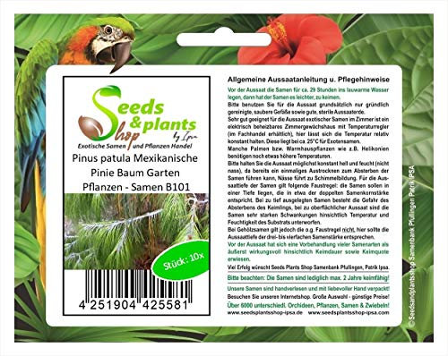 Stk - 10x Pinus patula Mexikanische Pinie Baum Garten Pflanzen - Samen B101 - Seeds & Plants Shop by Ipsa