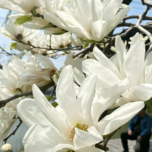 magnolia semillas de silvestres, siembra otoño decoración semillas silvestres balcón verano oficina 20pcs