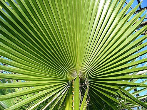 Portal Cool Washingtonia Filfera - Cotone Palm - Desert Palma - 250 semi sfusi Pkt