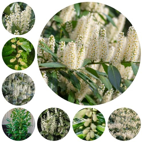 Semi di alloro ciliegia, decorazione da giardino roccioso, balcone, resistenti all'inverno 200pcs
