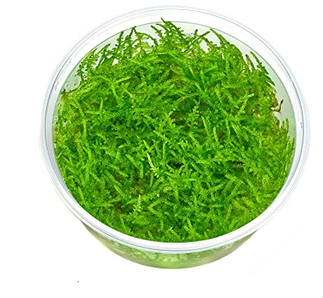 Vesicularia montagnei mini - Christmas Moos - in vitro XL - 8,5cm Becher | Fein verzweigte Wuchsform - ideal zum Begrünen von Wurzeln und Steinen sowie für besonders natürliche, strukturvolle Layouts.