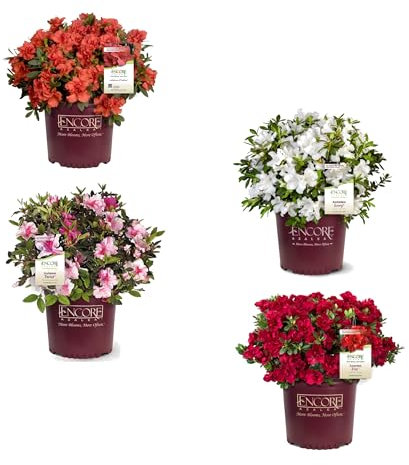 Set de Cuatro Unidades de Rhododendron Natural - Azalea Plantas de Exterior