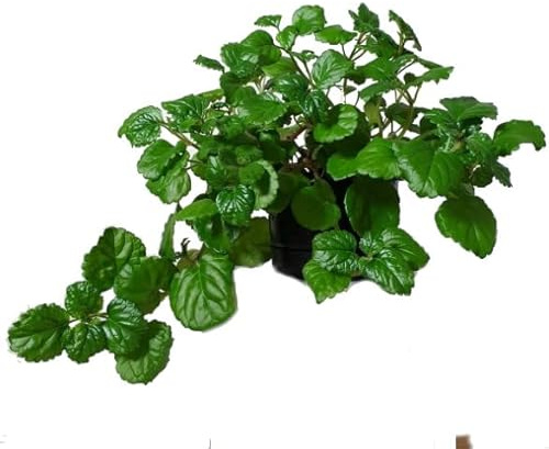 Planta Dólar Plectranthus Planta del Dinero Natural