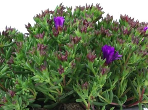 Mesem (Lampranthus) Natural Planta de Hojas Carnosas Ideal para Decorar el Exterior del Hogar