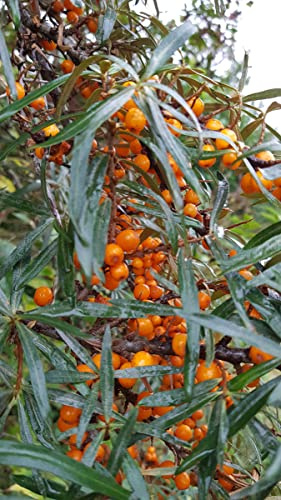 Hippophae rhamnoides 'Friesdorfer Orange' / Argousier autofertile/Conteneur de 3 à 4 litres