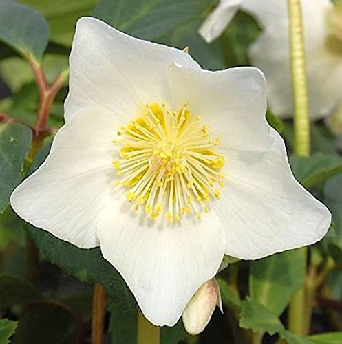 weiße Christrose Maximus - Helleborus niger Maximus - lebende Gartenpflanze aus den Baumschulen
