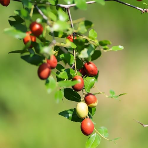 Semillas de azufaifo, jujuba, azufaifo chino, exóticas verdes columnares decoración de jardín 120pcs