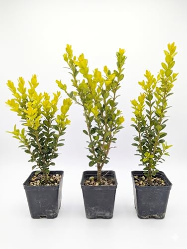 Bosso 3 Piante in Vaso 7 cm | Buxus Sempreverde Ornamentale | Set per Siepi, Bordure e Decorazioni Giardino e Balcone | Piante Resistenti Facili da Potare