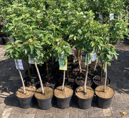 1 Apfelbaum Topaz im Topf 100cm Apfelbaum Terrassenobst Obstbaum Apfel Malus domestica Obst - Exklusive Apfelsorte ‘Topaz’ – besonders aromatisch & gut verträglich – reichtragend