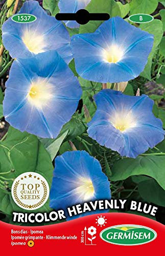 Germisem Tricolor Heavenly Blue Semi di Verricello Imbuto 4 g