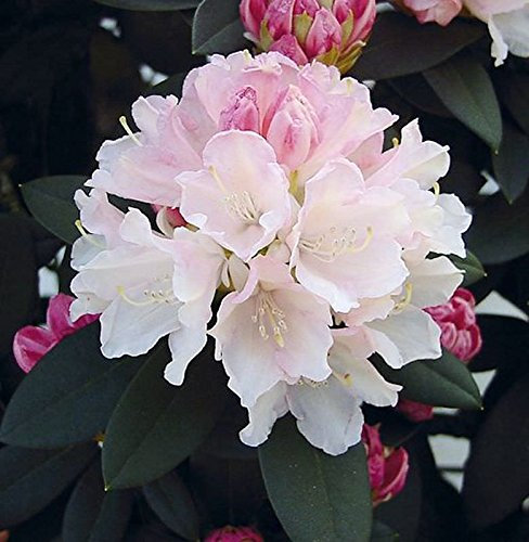 Rhododendron Dreamland 30-40cm - Alpenrose - lebende Gartenpflanze aus den Baumschulen