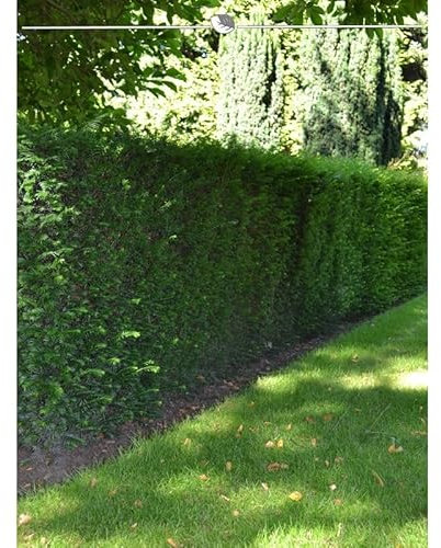 Taxus baccata 50-60 cm im Topf. 20 Eibe Heckenpflanzen. Eibe Hecke = immergrün