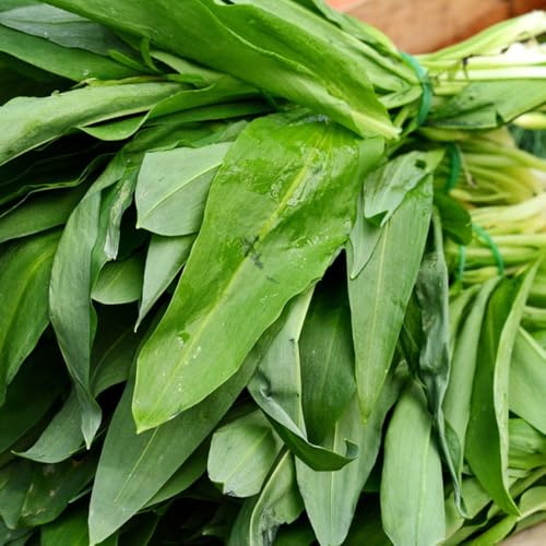 Semillas de ajo silvestre, semillas de resistentes semillas de cocina resistentes para el jardín 50pcs