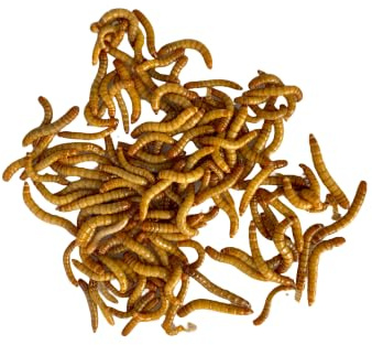 M2R Agrofarm Tenebrio Molitor Vivo - (250g ≈ (1900-2200 Uds)) - Granja Propia en Huelva - Alimento para Reptiles y Aves. Gusanos de Harina Vivos - Alta Proteína Natural